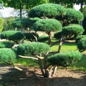 Vrtnarstvo Breskvar - Pinus sylvestris
