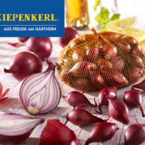 Vrtnarstvo Breskvar - Allium cepa Rote Piroska