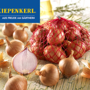 Vrtnarstvo Breskvar - Allium Cepa Sante