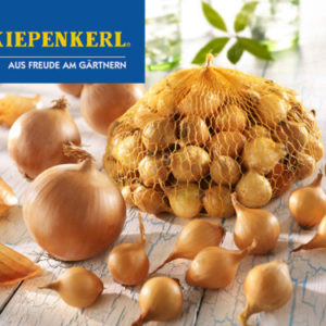 Vrtnarstvo Breskvar - Allium cepa Stuttgarter Riesen