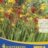 Vrtnarstvo Breskvar - Crocosmia Mix mega pack