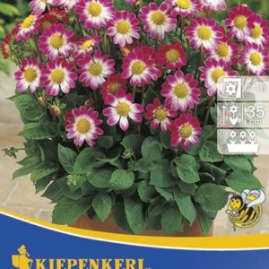 Vrtnarstvo Breskvar - Dahlia Sweetheart