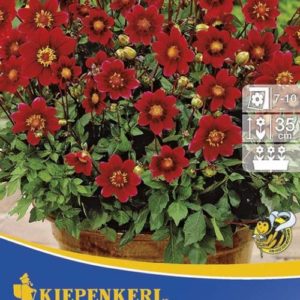 Vrtnarstvo Breskvar - Dahlia Topmix Rot