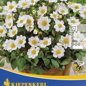 Vrtnarstvo Breskvar - Dahlia Topmix Weiss