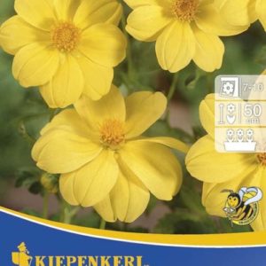 Vrtnarstvo Breskvar - Dahlia Yellow Sneezy