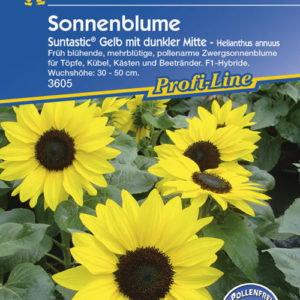 Vrtnarstvo Breskvar - Helianthus annuus Suntastic