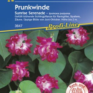 Vrtnarstvo Breskvar - Ipomoea purpurea Sunrise Serenade