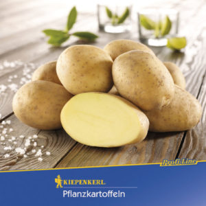 Vrtnarstvo Breskvar - Solanum tuberosum Solist