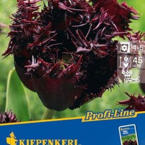 Vrtnarstvo Breskvar - Tulipa Labrador