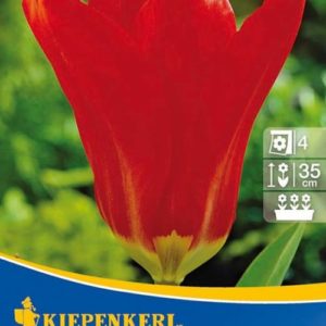 Vrtnarstvo Breskvar - Tulipa Madame Lefeber