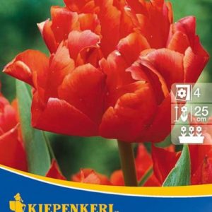 Vrtnarstvo Breskvar - Tulipa Orange Nassau
