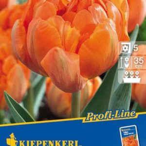 Vrtnarstvo Breskvar - Tulipa Orange Princess
