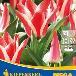 Vrtnarstvo Breskvar - Tulipa Pinocchio Mega Pack