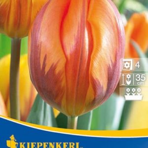 Vrtnarstvo Breskvar - Tulipa Princess Irene