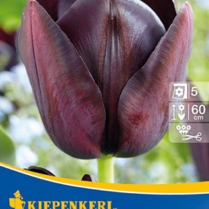 Vrtnarstvo Breskvar - Tulipa Queen of Night