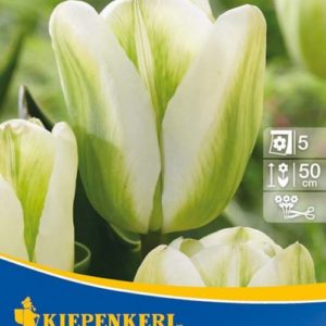 Vrtnarstvo Breskvar - Tulipa Spring Green