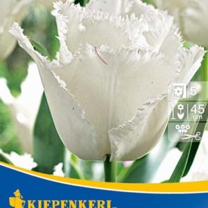 Vrtnarstvo Breskvar - Tulipa Swan Mix