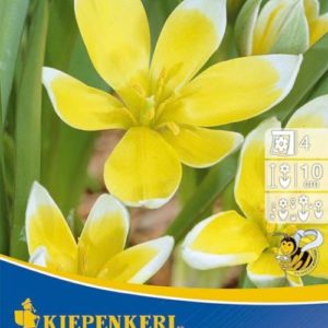 Vrtnarstvo Breskvar - Tulipa Tarda