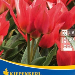 Vrtnarstvo Breskvar - Tulipa Toronto