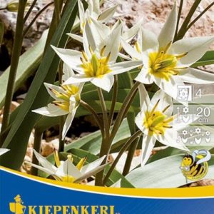 Vrtnarstvo Breskvar - Tulipa turkestanica