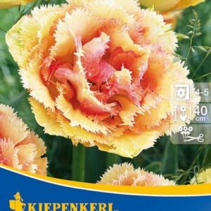 Vrtnarstvo Breskvar - Tulipa Vaya con Dios