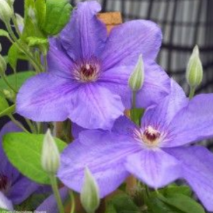 Clematis 'Success Bleu de Loire' - Vrtnarstvo Breskvar