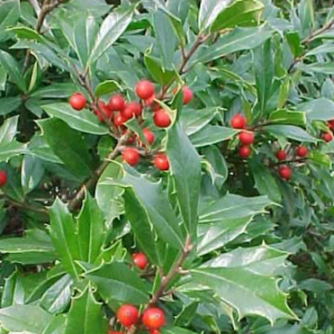 Ilex meserveae 'Mesid' (Blue maid) - Vrtnarstvo Breskvar
