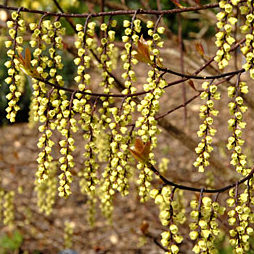 Stachyurus chinensis 'Celina' - Vrtnarstvo Breskvar