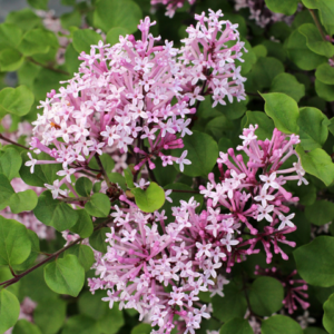 Syringa meyeri ’Palybin’ - Vrtnarstvo Breskvar