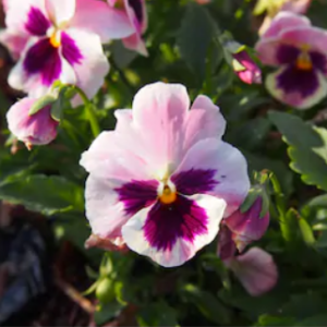 Viola wittrockiana - Vrtnarstvo Breskvar