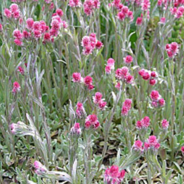 Vrtnarstvo Breskvar - Antennaria dioica Rubra Vrtnarstvo Breskvar - Antennaria dioica Rubra