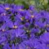 Vrtnarstvo Breskvar - Aster amellus Breslau
