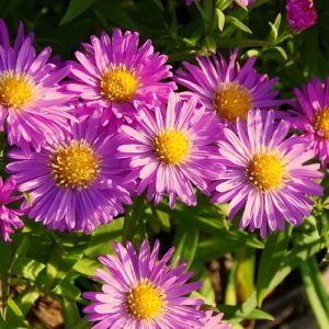 Vrtnarstvo Breskvar - Aster dumosus Heinz Richard