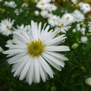 Vrtnarstvo Breskvar - Aster dumosus Kristina