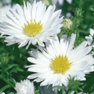 Vrtnarstvo Breskvar - Aster novi-belgii Magic White