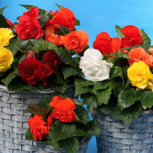 Vrtnarstvo Breskvar - Begonia tuberhybrida