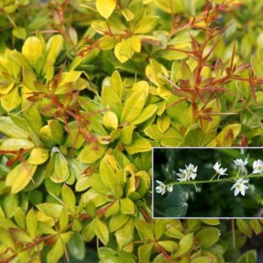 Vrtnarstvo Breskvar - Berberis thunbergii Golden Dream Vrtnarstvo Breskvar - Berberis thunbergii Golden Dream