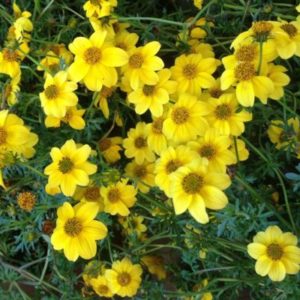 Vrtnarstvo Breskvar - Bidens ferulifolia