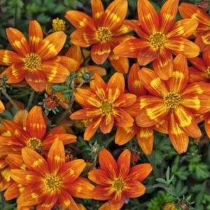 Vrtnarstvo Breskvar - Bidens Funny Honey