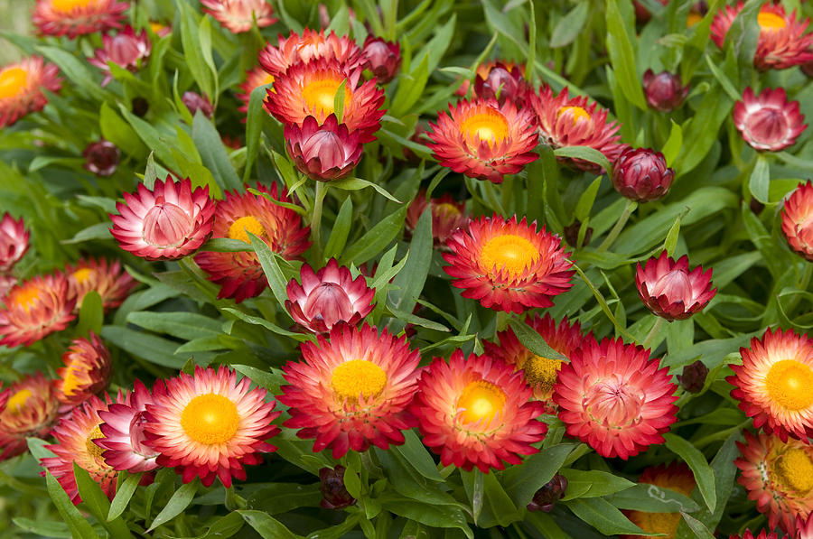 Vrtnarstvo Breskvar - Bracteantha Vrtnarstvo Breskvar - Bracteantha