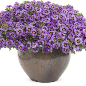 Vrtnarstvo Breskvar - Calibrachoa Superbells Royal Blue