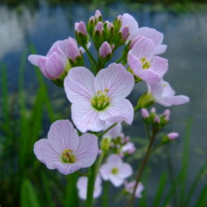Vrtnarstvo Breskvar - Cardamine pratensis