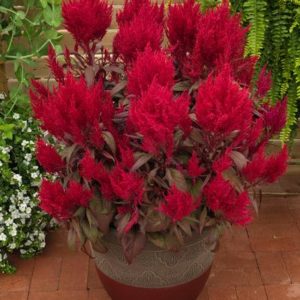 Vrtnarstvo Breskvar - Celosia argentea