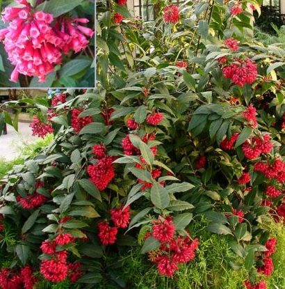 Vrtnarstvo Breskvar - Cestrum elegans Vrtnarstvo Breskvar - Cestrum elegans