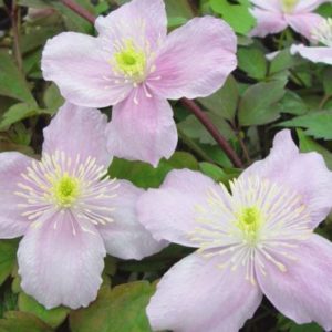 Vrtnarstvo Breskvar - Clematis montana Mayleen