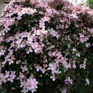 Vrtnarstvo Breskvar - Clematis montana Rubens