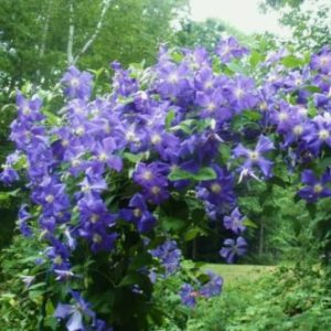 Vrtnarstvo Breskvar - Clematis Perle d' Azur