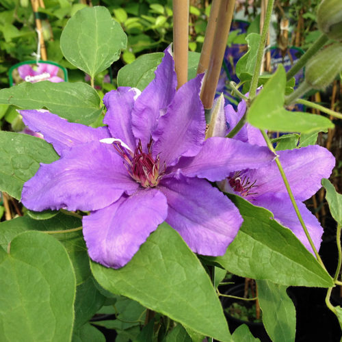 Vrtnarstvo Breskvar - Clematis Proteus Vrtnarstvo Breskvar - Clematis Proteus