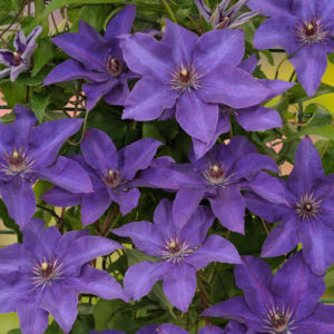Vrtnarstvo Breskvar - Clematis The President