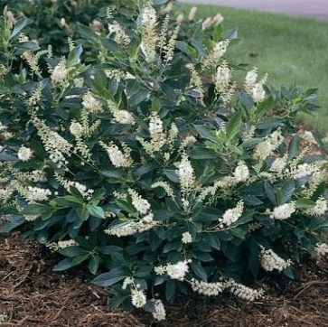 Vrtnarstvo Breskvar - Clethra alnifolia Hummingbird Vrtnarstvo Breskvar - Clethra alnifolia Hummingbird